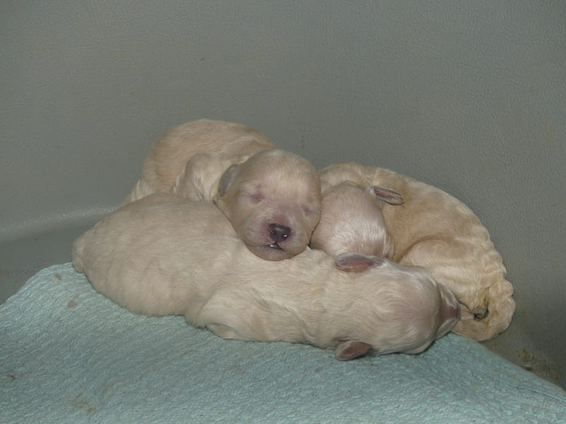 chiots caniches toy blancs moon baby 2020