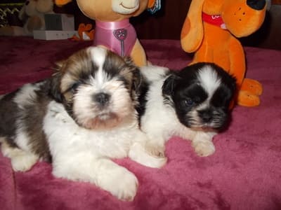 chiots shih -tzu à reserver