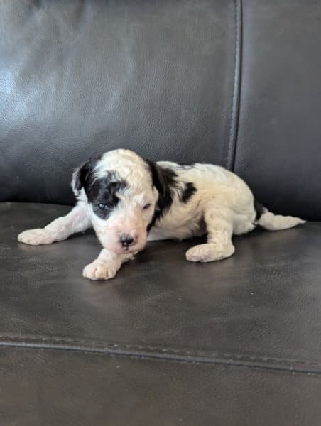 Babou chiot caniche nain mâle