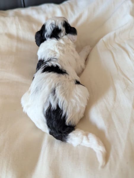 Babou chiot caniche nain mâle