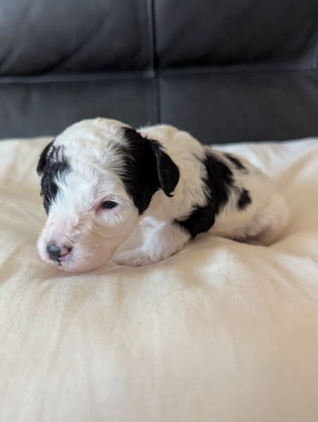 Babou chiot caniche nain mâle