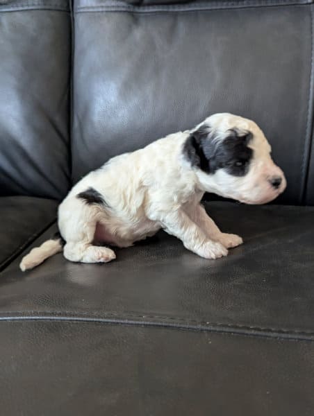 Babou chiot caniche nain mâle