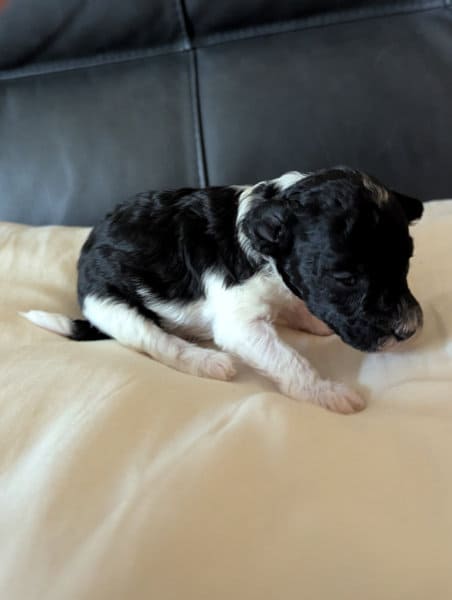 Bloom chiot caniche nain mâle noir et blanc