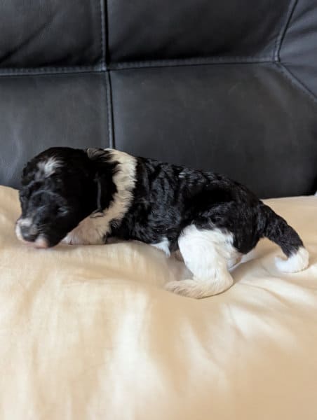 Brielle chiot caniche nain femelle