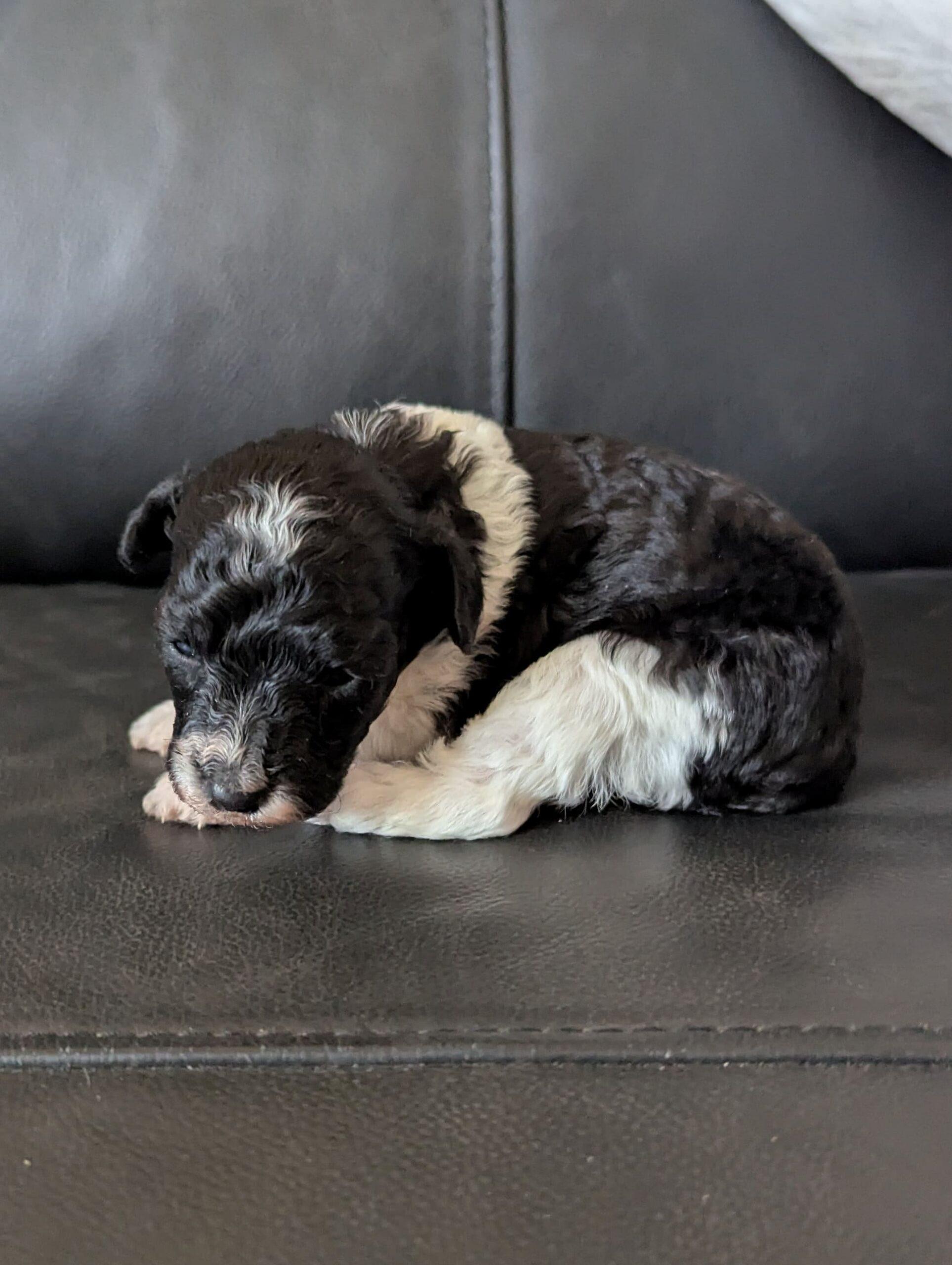 Brielle chiot caniche nain femelle