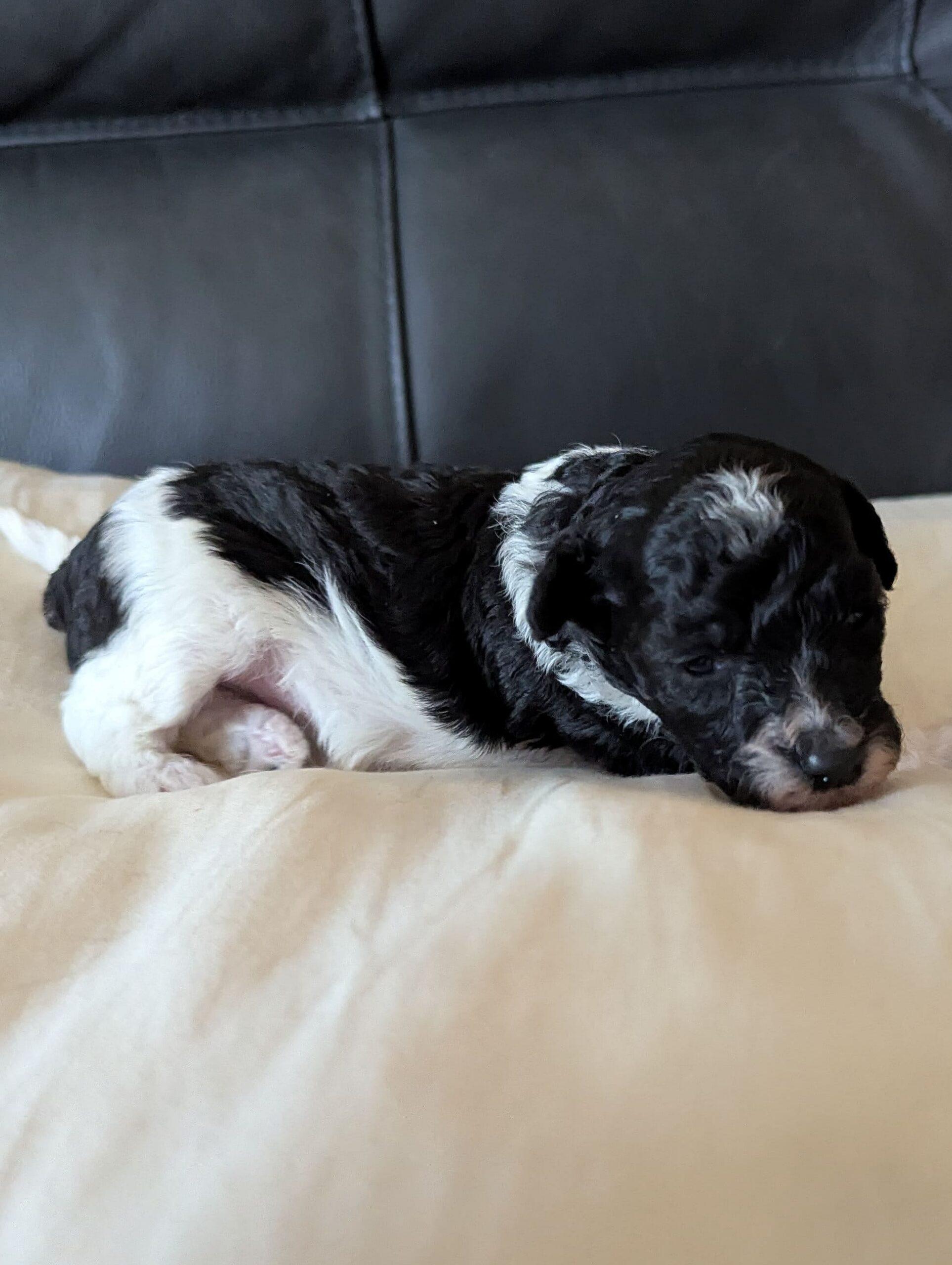 Brielle chiot caniche nain femelle 
