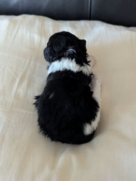 Brielle chiot caniche nain femelle