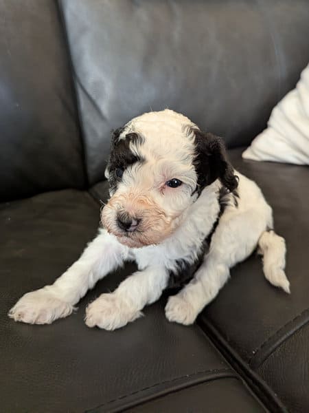Chiot caniche nain bicolore de 8 semaines