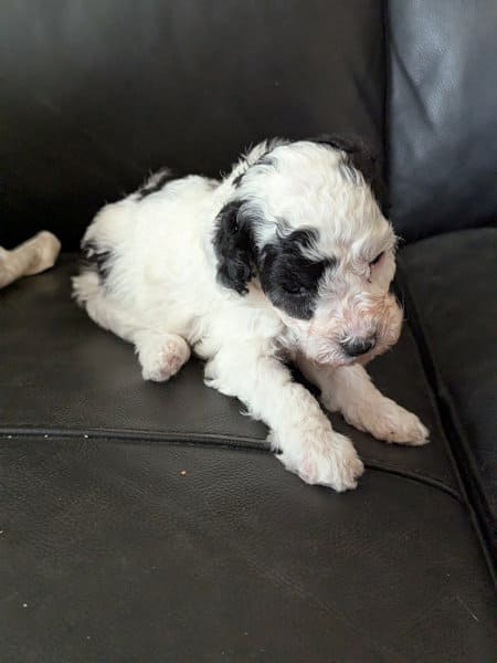 Chiot caniche nain bicolore de 8 semaines
