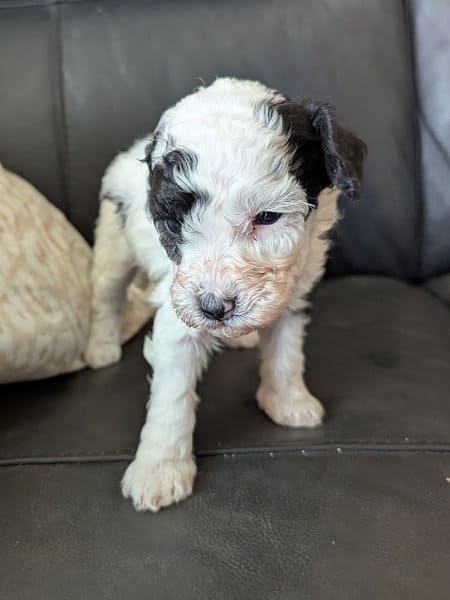 Chiot caniche nain bicolore de 8 semaines