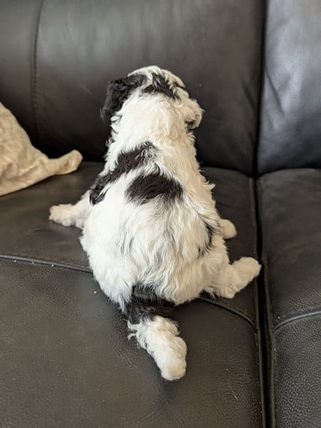 Chiot caniche nain bicolore de 8 semaines