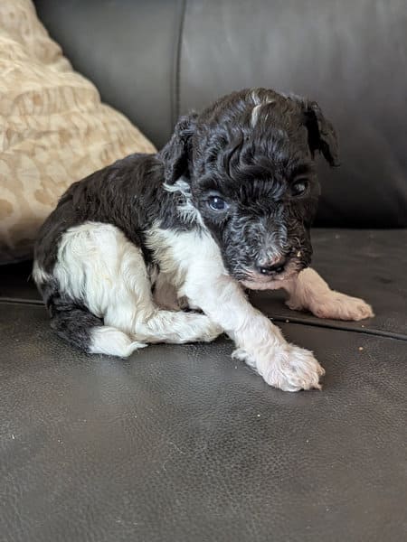 caniche nain bicolore Loiret