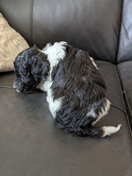 caniche nain bicolore Loiret