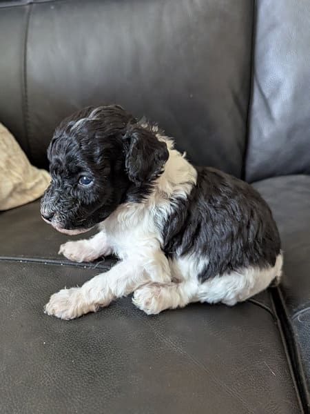 caniche nain bicolore Loiret