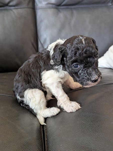 caniche nain bicolore Loiret