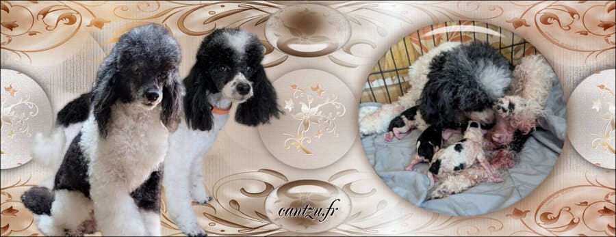 élevage chiot caniche loiret