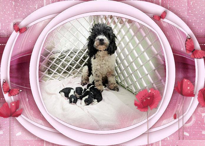 portée chiots caniches bicolores
