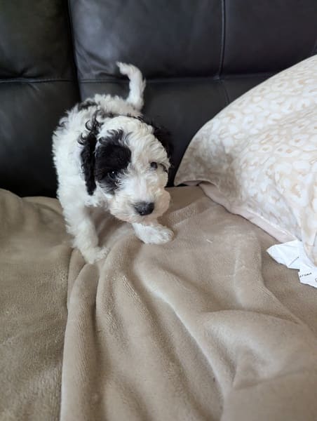 Babou - chiot caniche nain bicolore à réserver