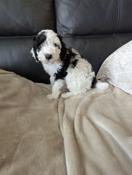 Babou - chiot caniche nain bicolore à réserver