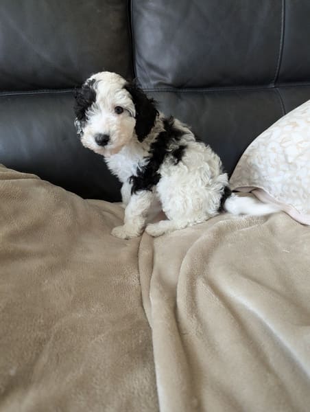 Babou - chiot caniche nain bicolore à réserver 