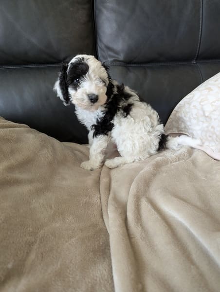 Babou - chiot caniche nain bicolore à réserver