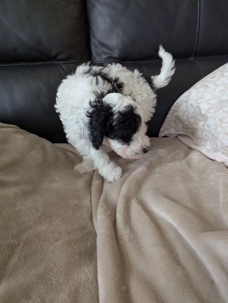Babou - chiot caniche nain bicolore à réserver
