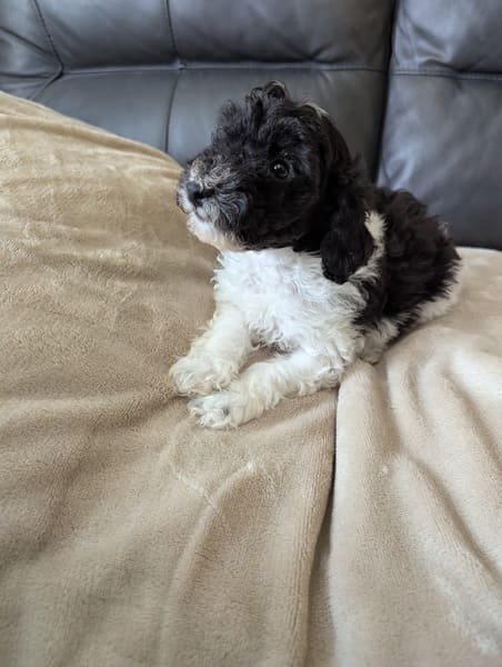Bloom - chiot caniche à réserver