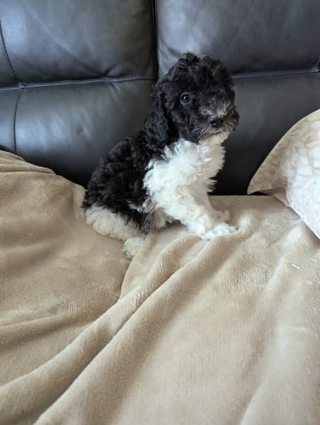 Bloom - chiot caniche à réserver