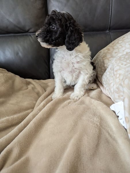 Bloom - chiot caniche à réserver