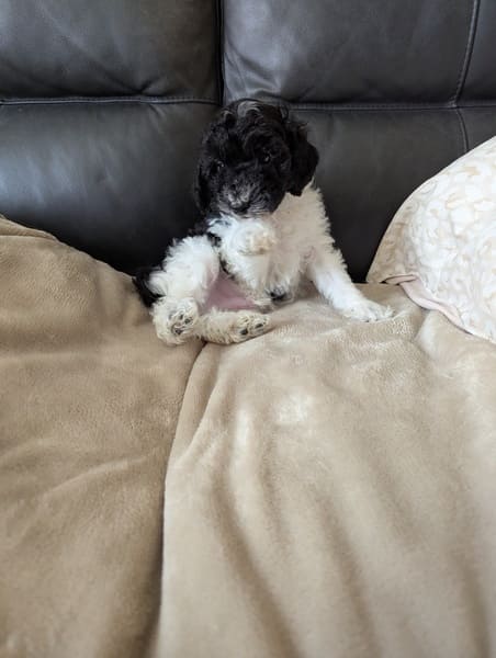 Bloom - chiot caniche à réserver
