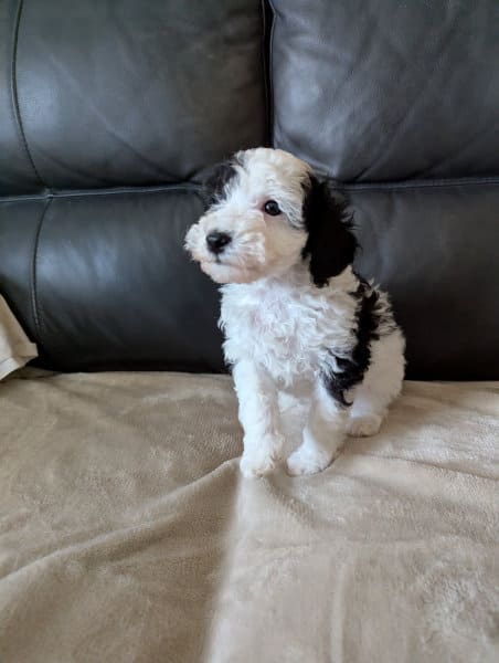 caniche nain noir et blanc France