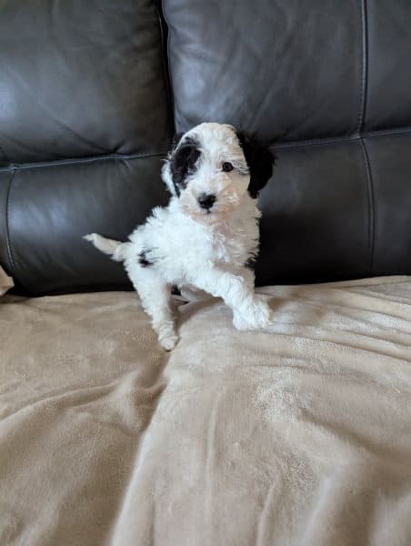 caniche nain noir et blanc France