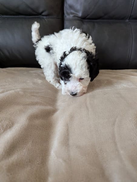 caniche nain noir et blanc France