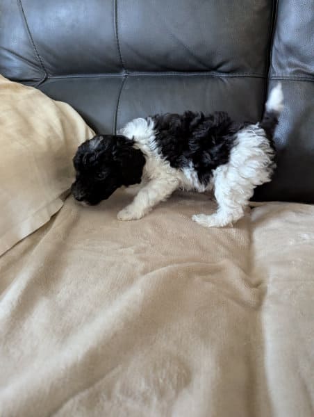 chiot caniche noir blanc 45