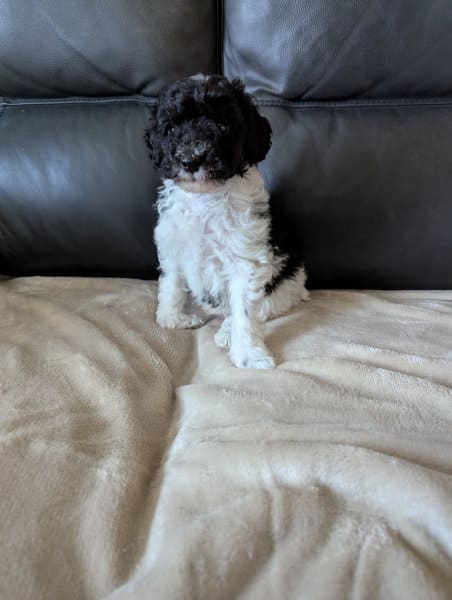 chiot caniche noir blanc 45