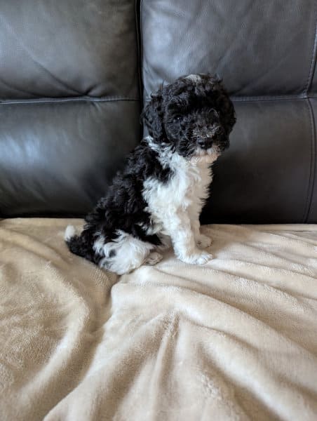 chiot caniche noir blanc 45