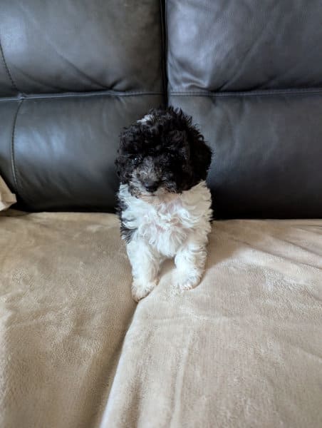 élevage caniche nain près d’Orléans