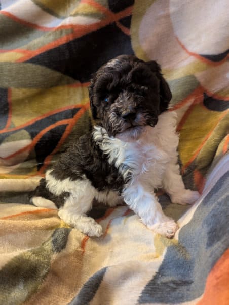 chiot caniche