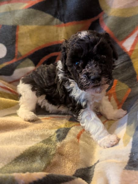 chiot caniche