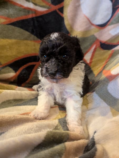 chiot caniche