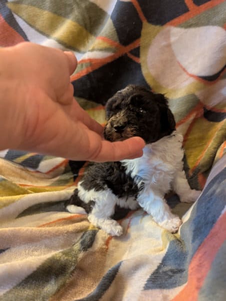 chiot caniche