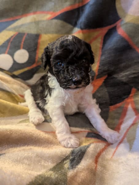 chiot caniche
