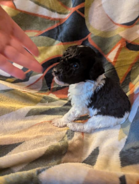 chiot caniche