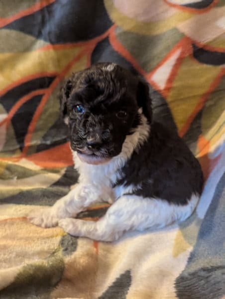 éleveur caniche nain