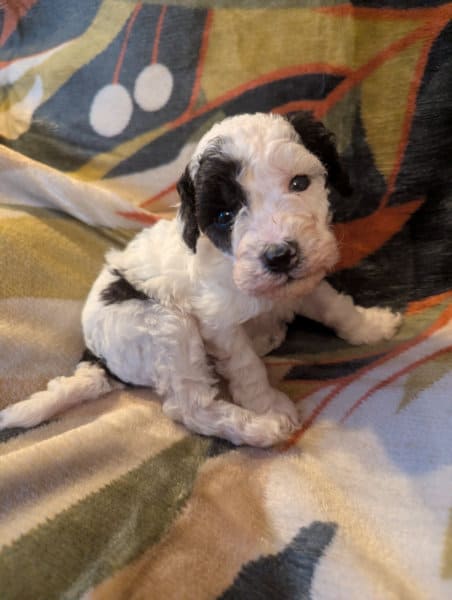 éleveur caniche nain