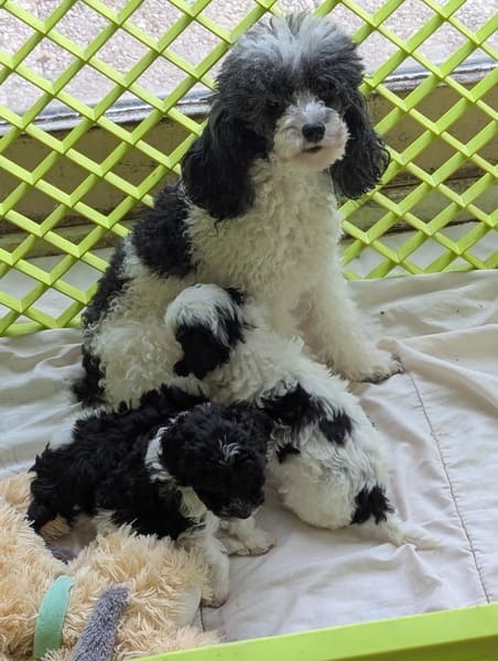 portée chiots caniches nains noir et blanc
