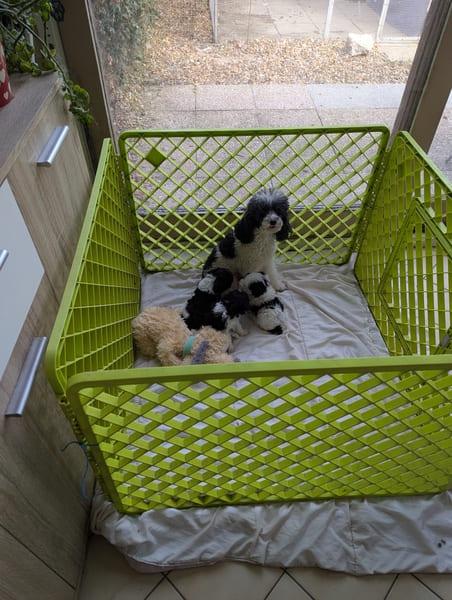 portée chiots caniches nains noir et blanc